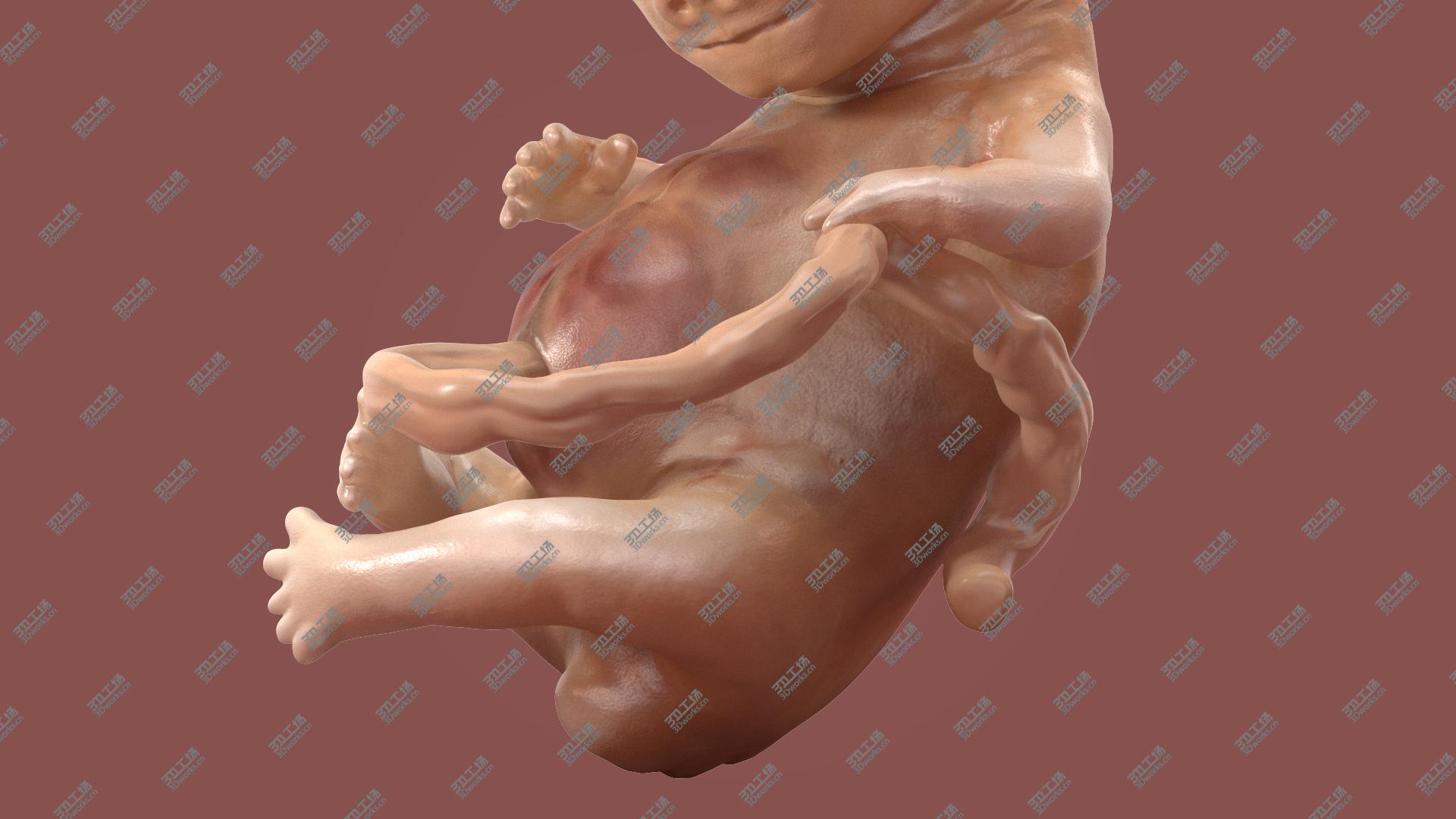 images/goods_img/202104091/3D model Human Embryo 8 Weeks Rigged/3.jpg